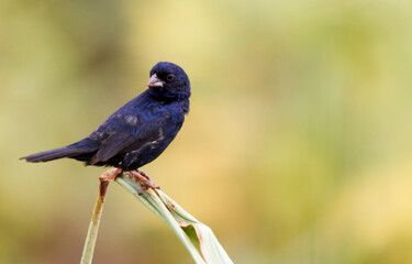 winged blackbird