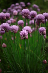 Chives.