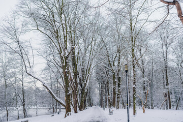 Winter Landscape. Tree Covered with Snow in Winter.
