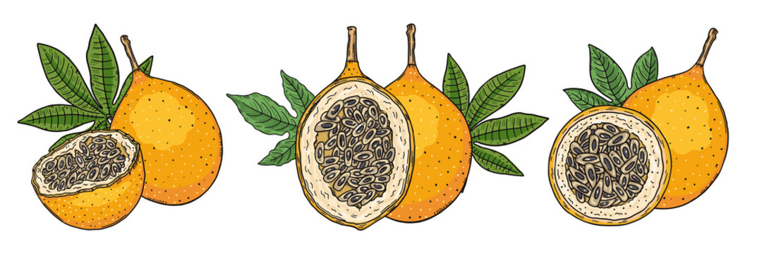 Three compositions of a whole orange granadilla fruit and halves of fruit with leaves. Color image on a white background. Doodle sketch style.