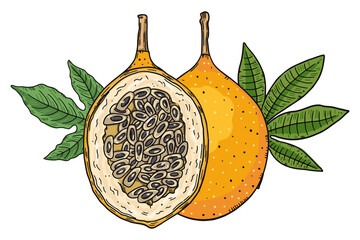 Composition of a whole orange granadilla fruit and a half cut of fruit on a leaves background. Color image on a white background. Doodle sketch style.