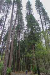 monument national Muir Woods, une forêt de séquoias à feuilles d'if, Californie, USA