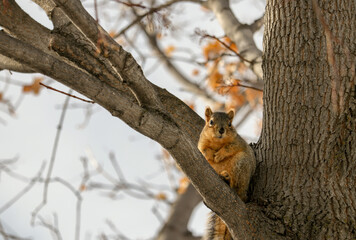 Squirrel in Tree