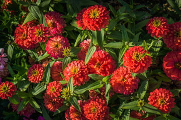 Red dahlias in the archbishopric garden of Bourges, a city located in the Berry region of France