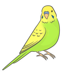 セキセイインコ