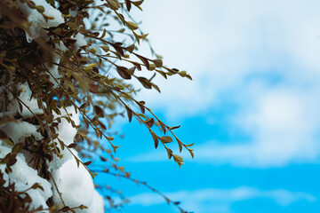 Closeup shot of tree branches covered in snow under a bright sky