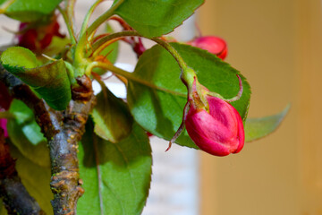 Cherry Blossom Bud 01