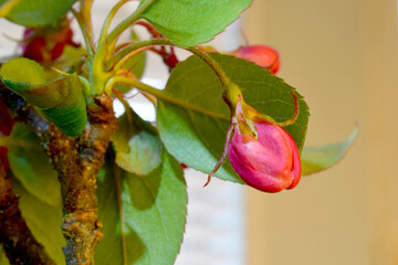 Cherry Blossom Bud 02