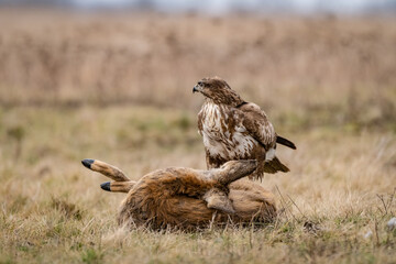 common buzzard with dead deer