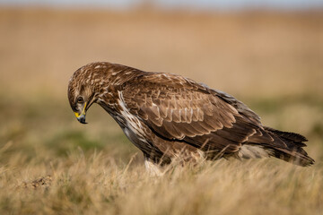 common buzzard standing alone