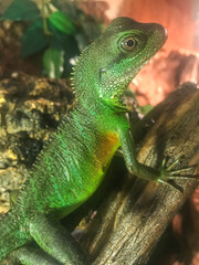Green muddy agama on a branch. 
