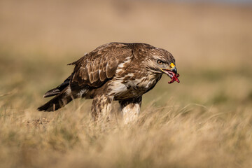 common buzzard standing alone