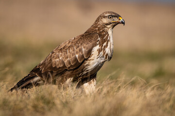 Fototapeta premium common buzzard standing alone