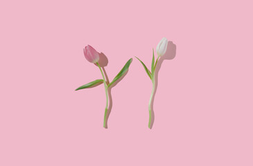 Creative concept made with dancing tulips on pastel pink background. Sunlit. Optimistic ,minimal design