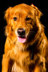 Obraz premium golden retriver portrait in studio