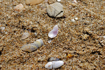 Background with a sand and seashells from black sea.