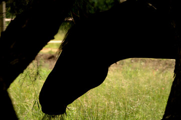 Horse head silouette with tree