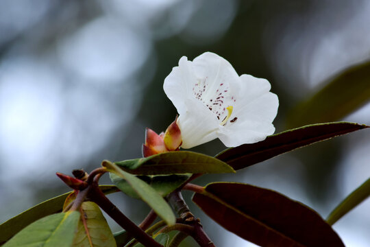 Rhody Bilder – Durchsuchen 298 Archivfotos, Vektorgrafiken und Videos ...