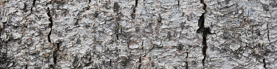 Texture of old weathered tree bark