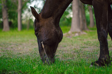 Caballo