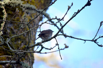 Sparrow Sings 01