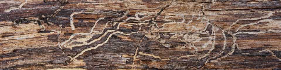 Wooden texture horizontal
