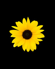 Beautiful yellow sunflower isolated on black background.