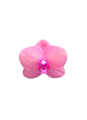 Fototapeta premium Pink orchid isolated on white background