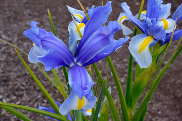 Purple Iris Mandala