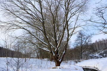 trees in winter