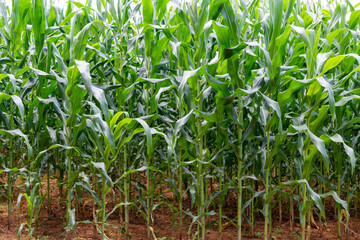 large organic corn plantation farm.