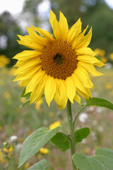 Beautiful bright yellow sun flowers in farm field in Queensland Australia