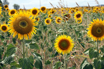 Beautiful bright yellow sun flowers in farm field in Queensland Australia