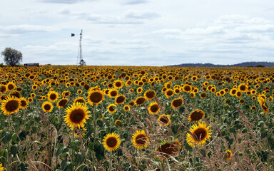 Beautiful bright yellow sun flowers in farm field in Queensland Australia