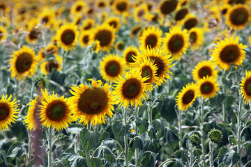 Beautiful bright yellow sun flowers in farm field in Queensland Australia