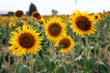 Beautiful bright yellow sun flowers in farm field in Queensland Australia