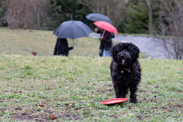 dog wants to play on a rainy day  - black labradoodle waiting for the toy to be thrown again. Germany, Stuttgart, January 30