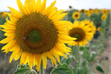 Beautiful bright yellow sun flowers in farm field in Queensland Australia