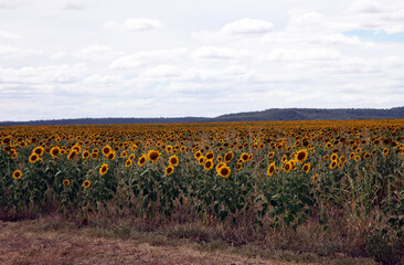 Fototapeta na wymiar Beautiful bright yellow sun flowers in farm field in Queensland Australia