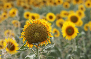 Beautiful bright yellow sun flowers in farm field in Queensland Australia