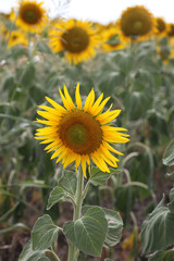 Beautiful bright yellow sun flowers in farm field in Queensland Australia