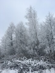 snow covered trees winter, snow, tree, forest, landscape, cold, nature, frost, white, trees, sky, ice, blue, season, frozen, park, christmas, scene, pine, wood, snowy, field, weather, path