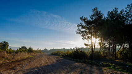 sunrise on the forest road