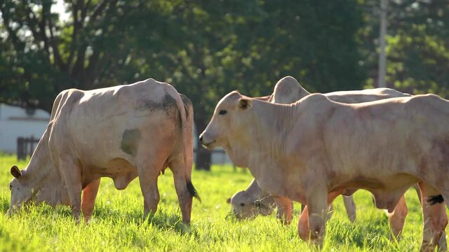beef cow in the field and green pasture