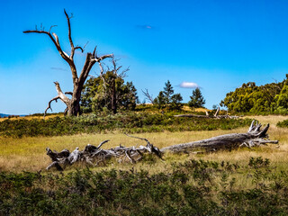 Field Of Dead Trees