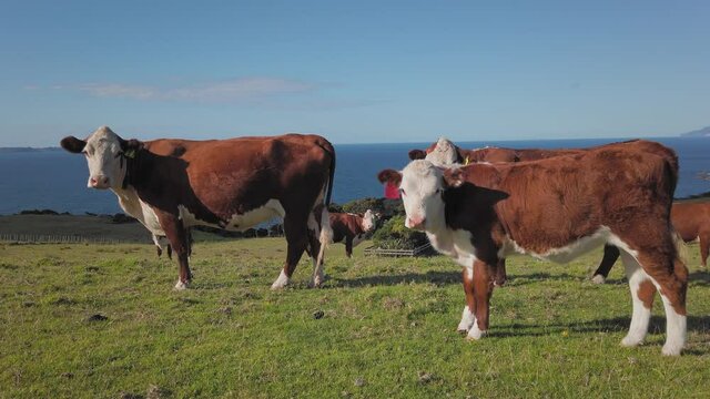 Hereford cattle grazing on farmland