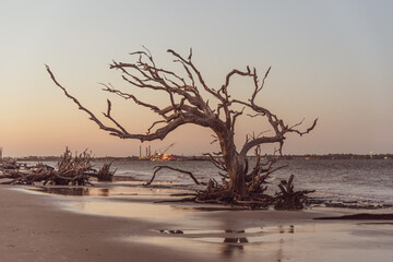 Driftwood Beach on Jekyll Island GA