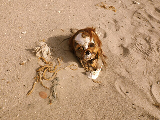 An ancient cranium at the Tambo de Perro cemetery near the Peruvian city of Nazca