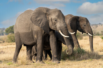 an elephant family walks in the African plains