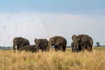 an elephant family grazes in the African plains © Cavan